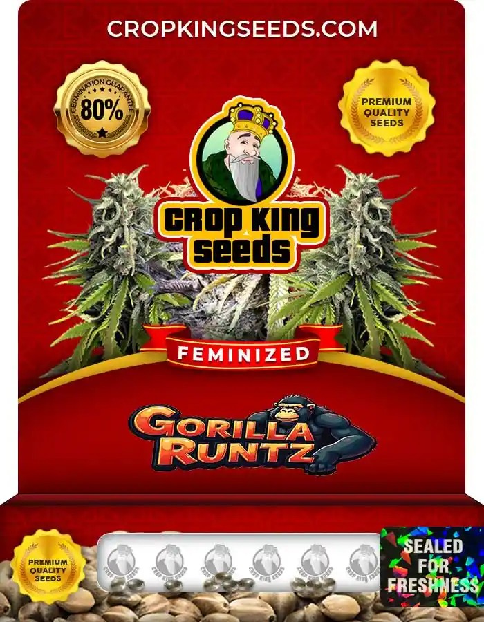 Gorilla Runtz Strain Feminized Seeds