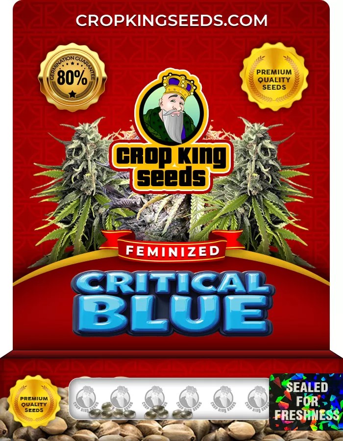 Critical Blue Feminized Marijuana Seeds