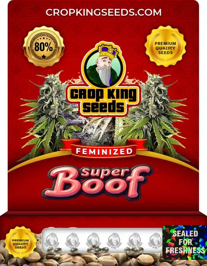 Super Boof Strain Feminized Seeds