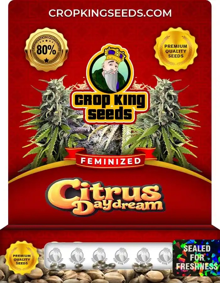 Citrus Daydream Feminized Seeds