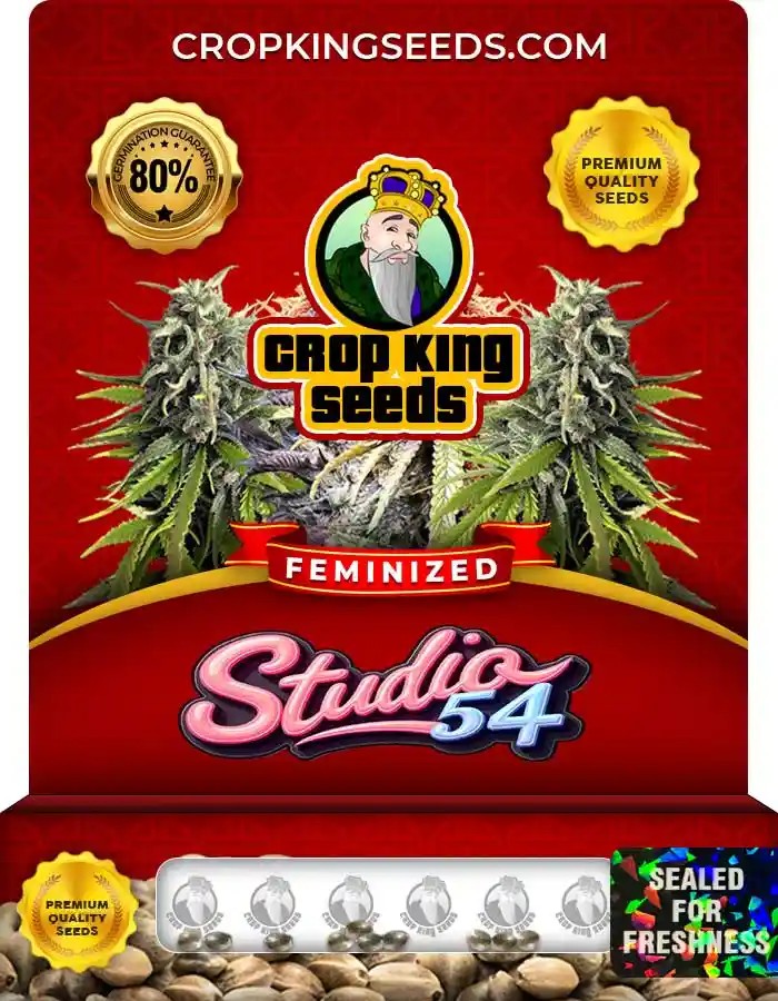 Studio 54 Strain Feminized Marijuana Seeds