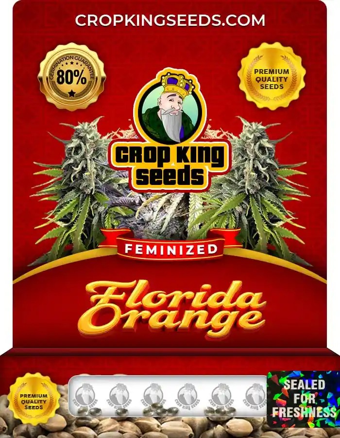 Florida Orange Strain Feminized Marijuana Seeds