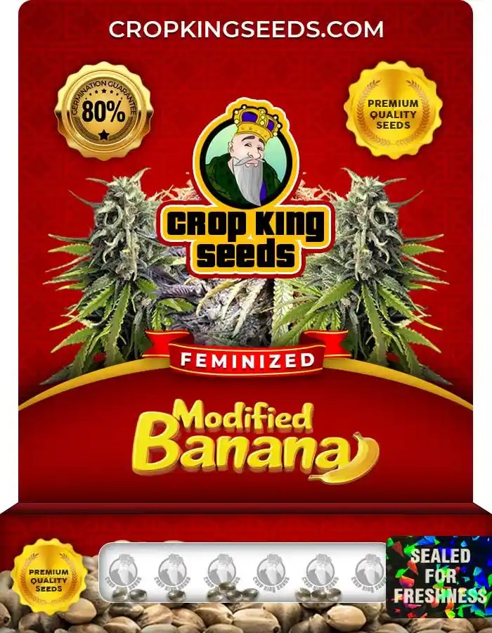 Modified Banana Strain Feminized Marijuana Seeds