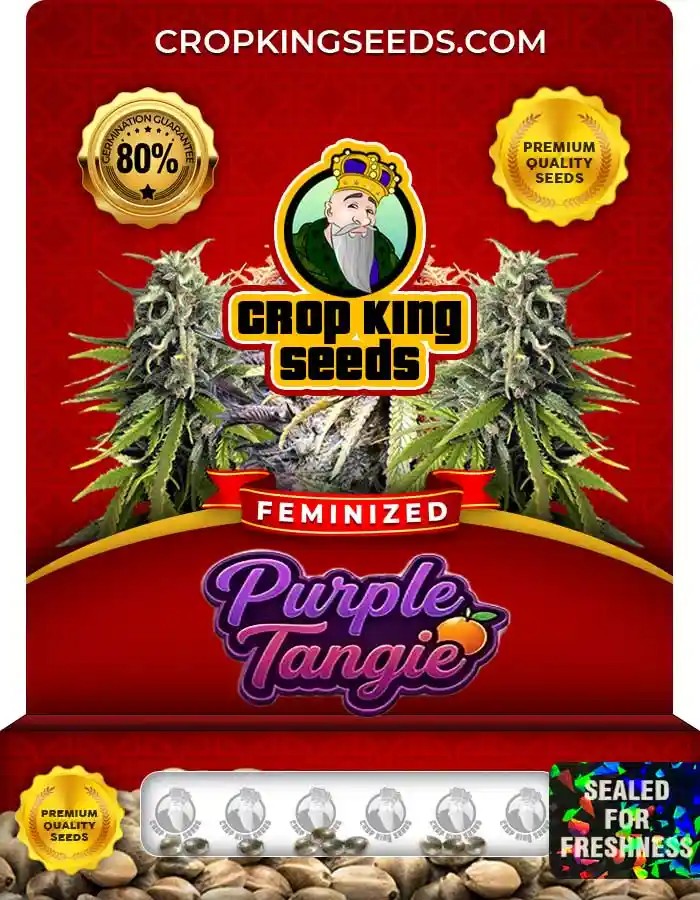 Purple Tangie Strain Feminized Marijuana Seeds
