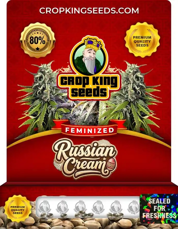 Russian Cream Strain Feminized Marijuana Seeds