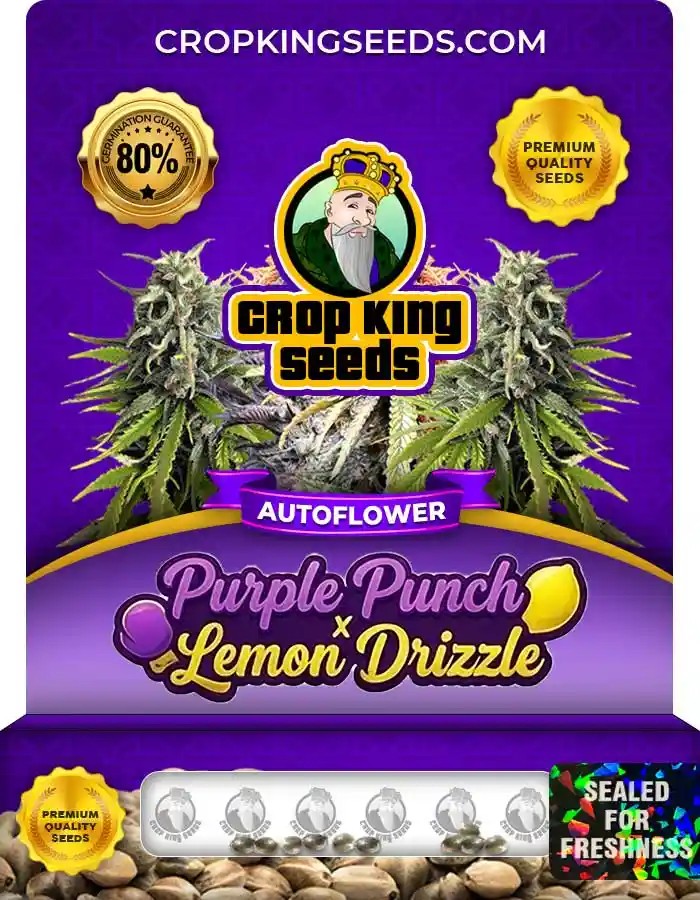 Purple Punch x Lemon Drizzle Autoflower Seeds