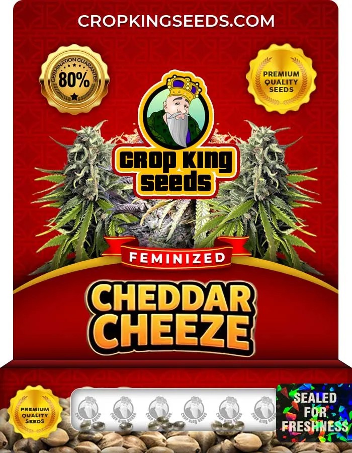 Cheddar Cheeze Strain Feminized Seeds