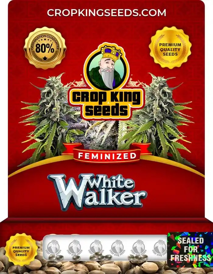 White Walker Strain Feminized Marijuana Seeds