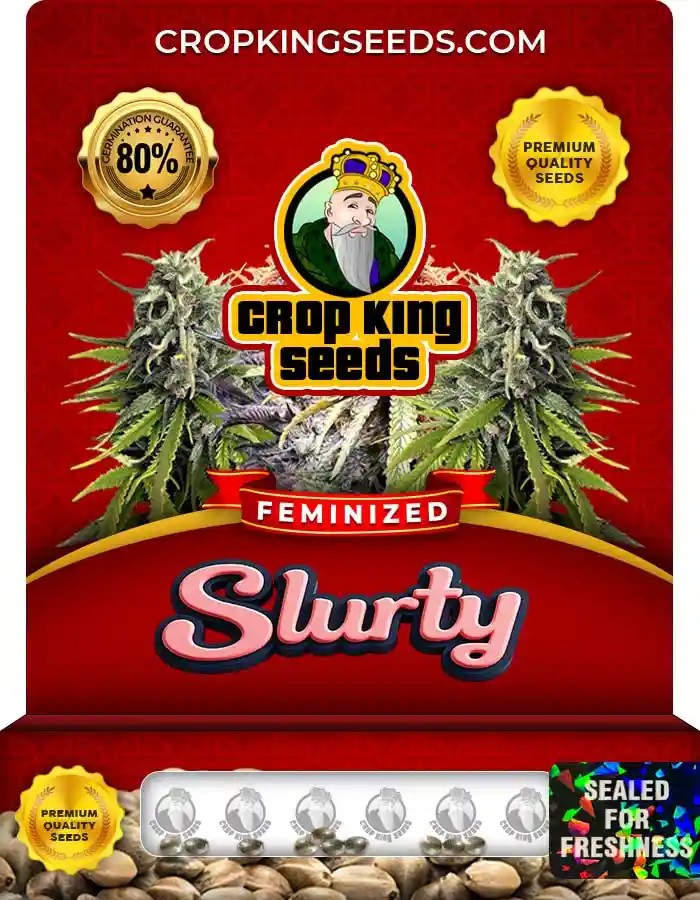 Slurty Strain Feminized Marijuana Seeds