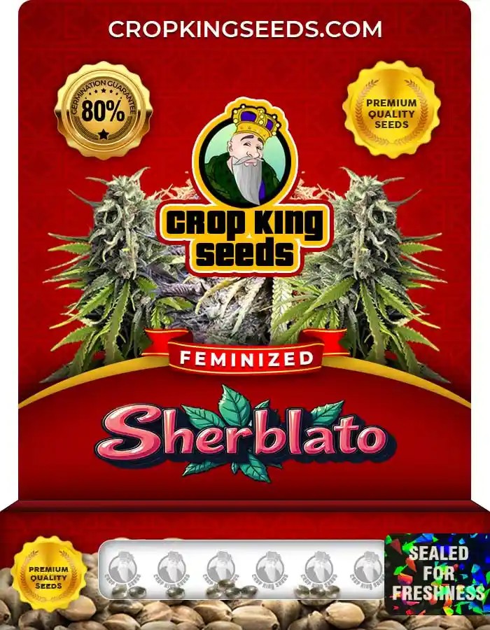 Sherblato Strain Feminized Marijuana Seeds