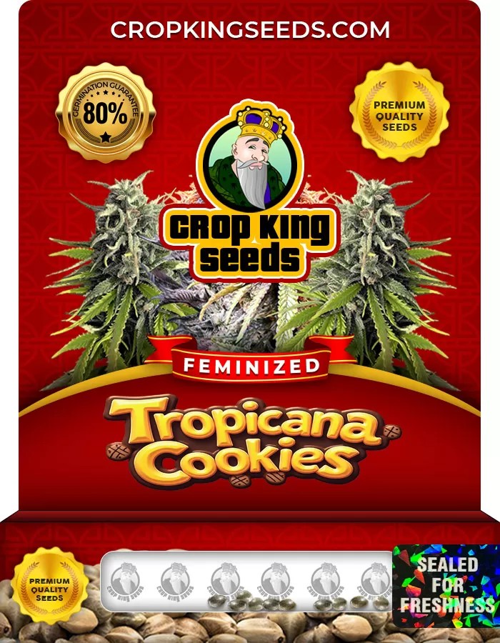 Tropicana Cookies Strain Feminized Marijuana Seeds