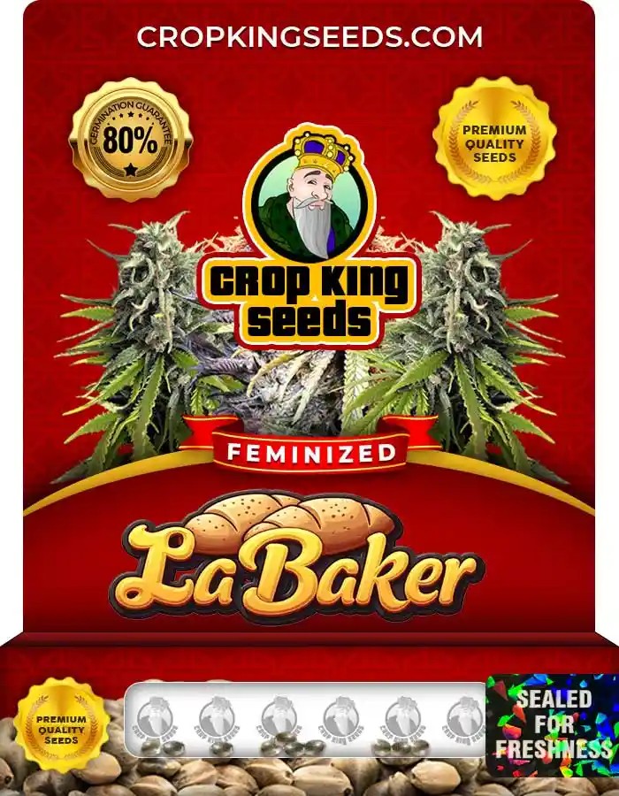 La Baker Strain Feminized Marijuana Seeds