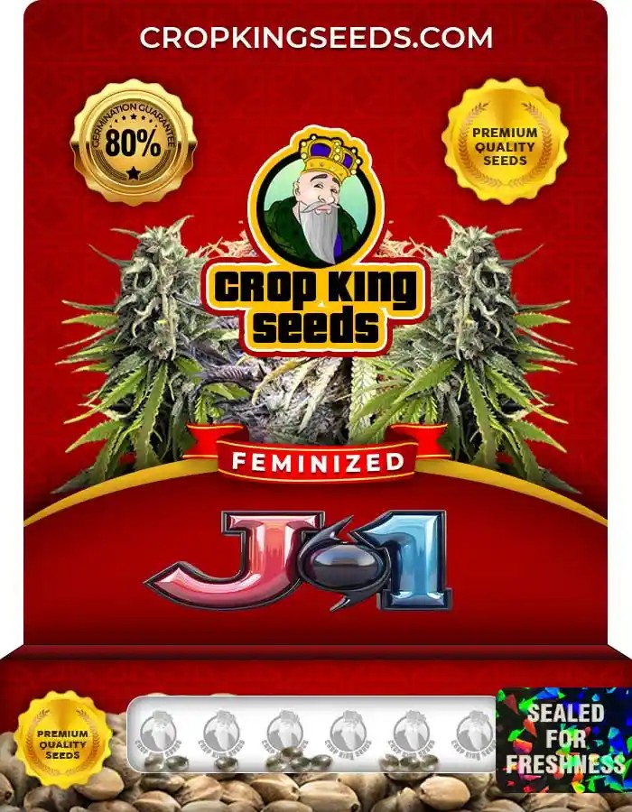J1 Strain Feminized Marijuana Seeds