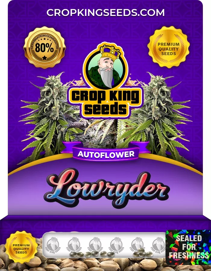 Lowryder Autoflower Marijuana Seeds