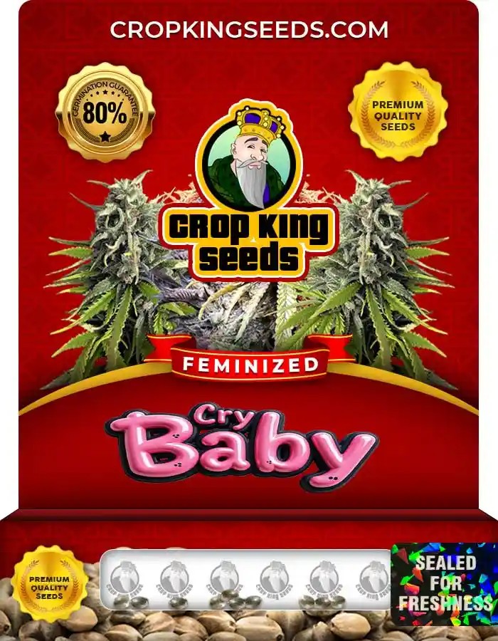 Cry Baby Strain Feminized Marijuana Seeds