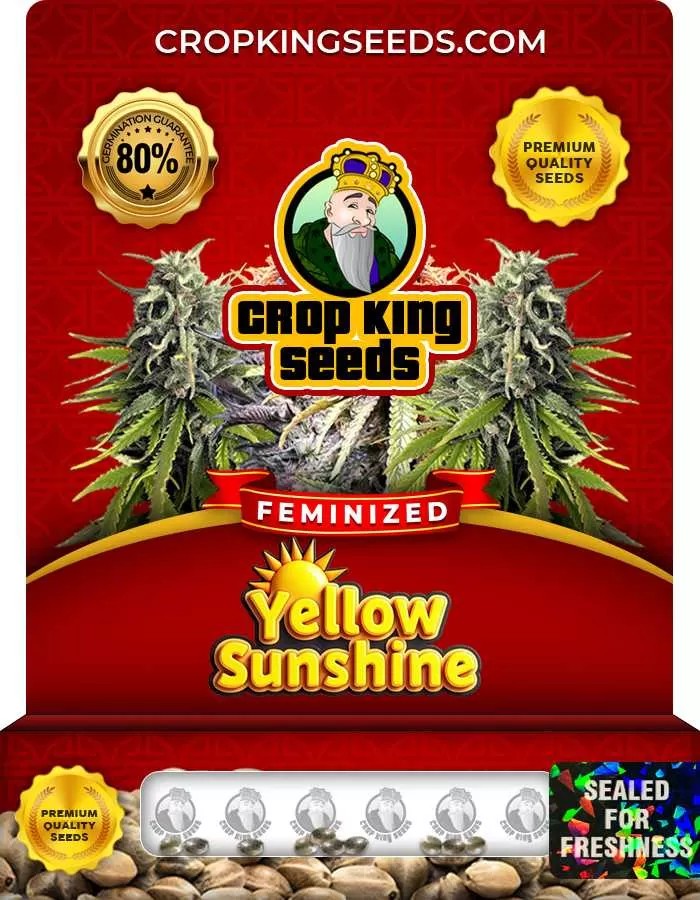 Yellow Sunshine Strain Feminized Marijuana Seeds