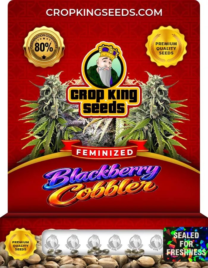 Blackberry Cobbler Strain Feminized Seeds