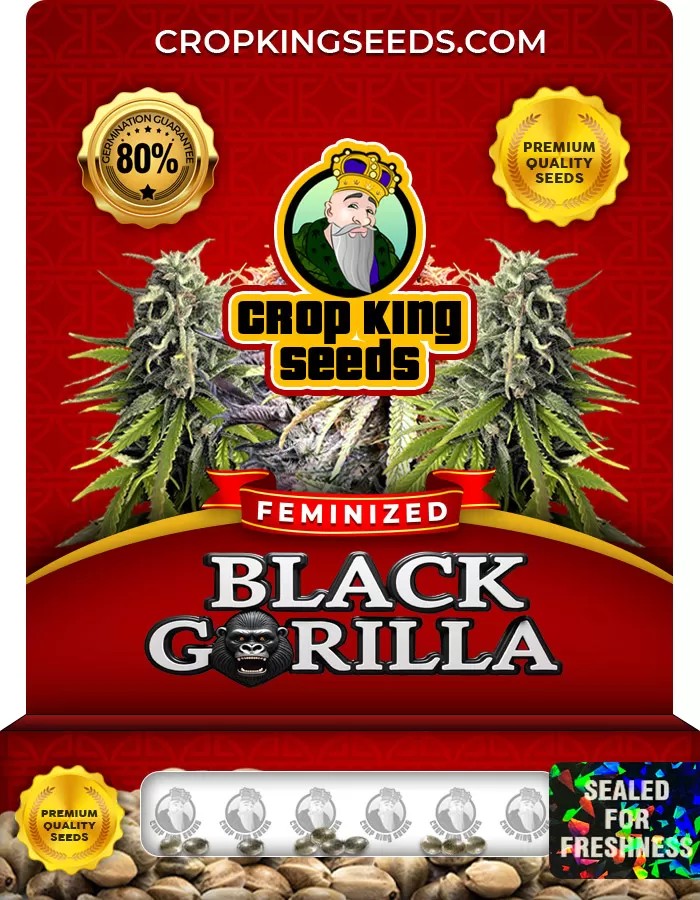 Black Gorilla Strain Feminized Marijuana Seeds