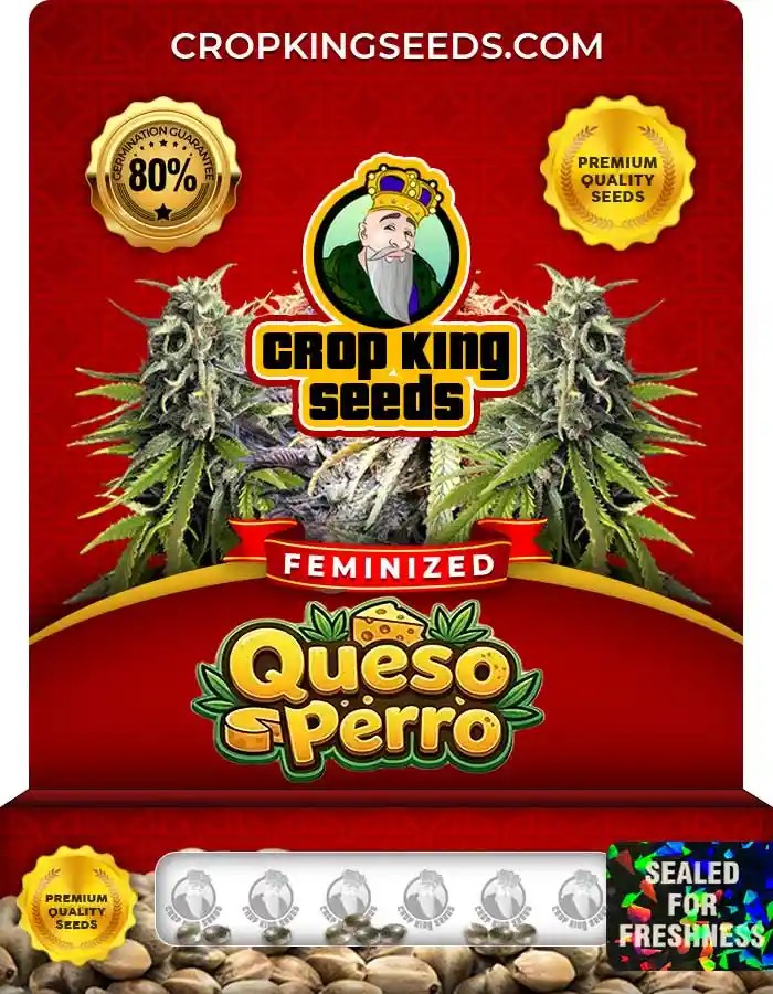 Queso Perro Strain Feminized Marijuana Seeds