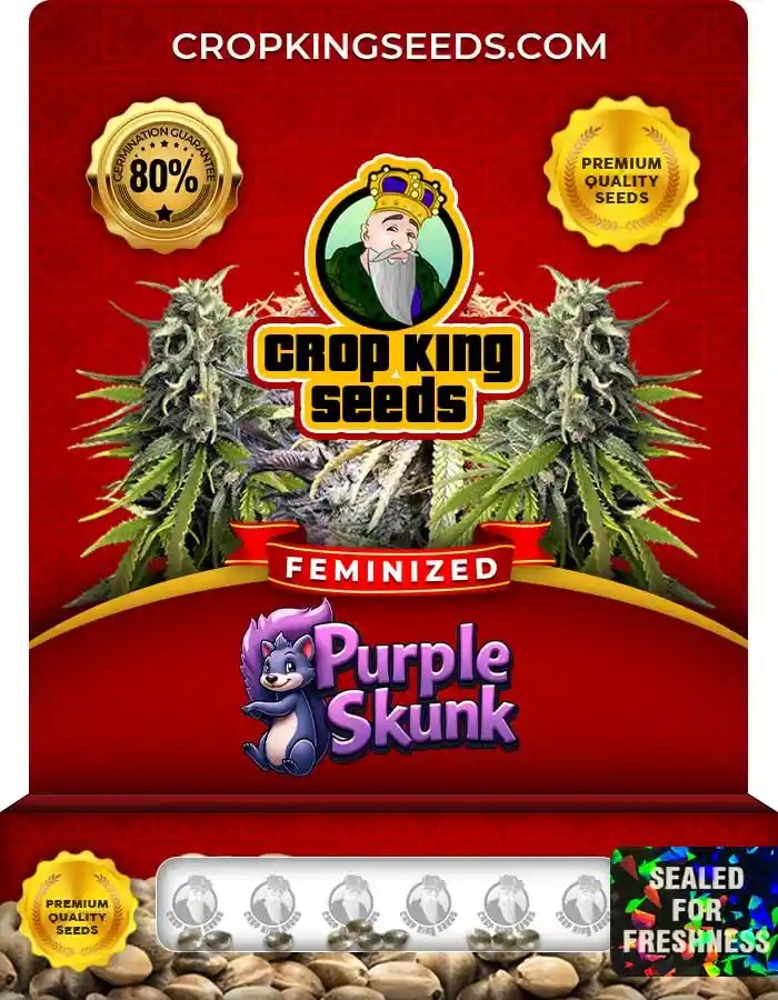 Purple Skunk Strain Feminized Marijuana Seeds