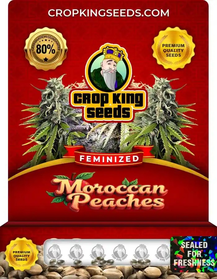 Moroccan Peaches Strain Feminized Marijuana Seeds