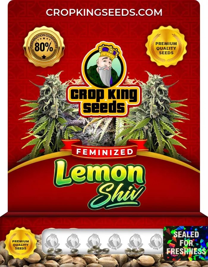 Lemon Shiv Strain Feminized Seeds