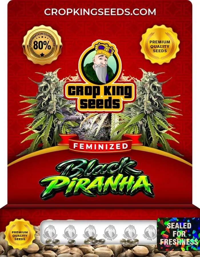 Black Piranha Strain Feminized Seeds