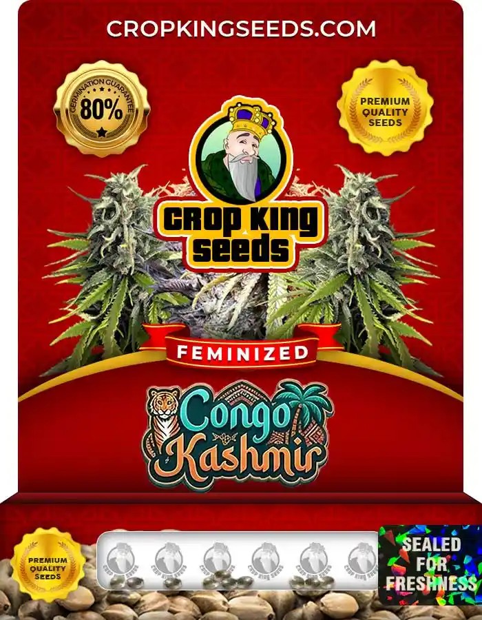 Congo Kashmir Strain Feminized Marijuana Seeds