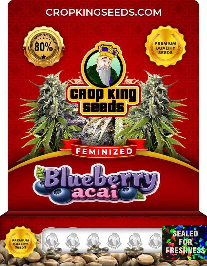 Blueberry Acai Feminized Seeds