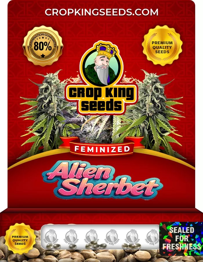 Alien Sherbet Feminized Seeds Marijuana Seeds