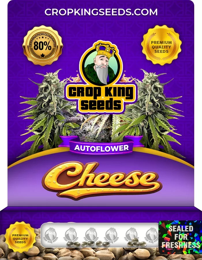 Cheese Autoflowering Marijuana Seeds