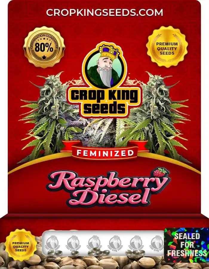 Raspberry Diesel Feminized Seeds