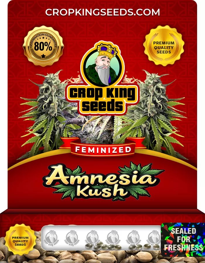 Amnesia Kush Feminized Marijuana Seeds