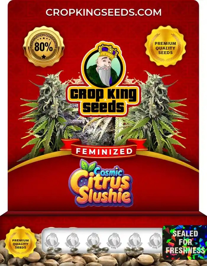 Cosmic Citrus Slushie Strain Feminized Seeds