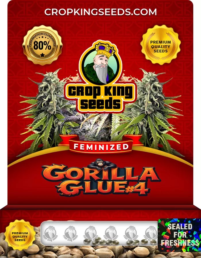 Gorilla Glue #4 Feminized Marijuana Seeds