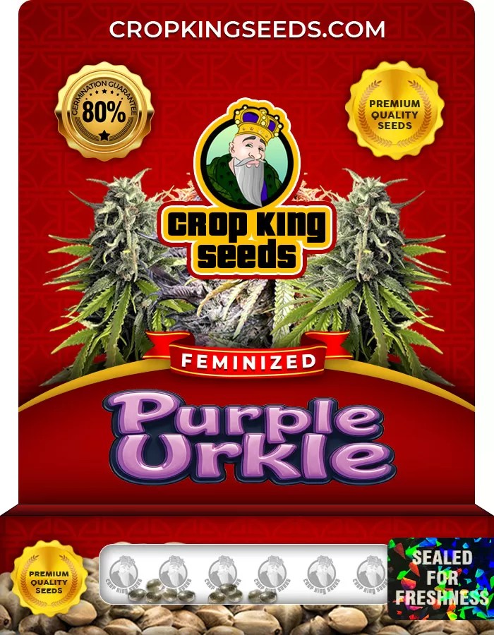 Purple Urkle Strain Feminized Seeds