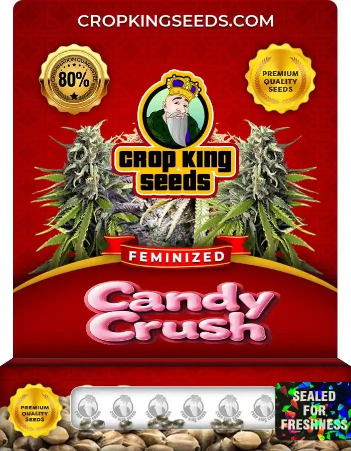Candy Crush Strain Feminized Marijuana Seeds