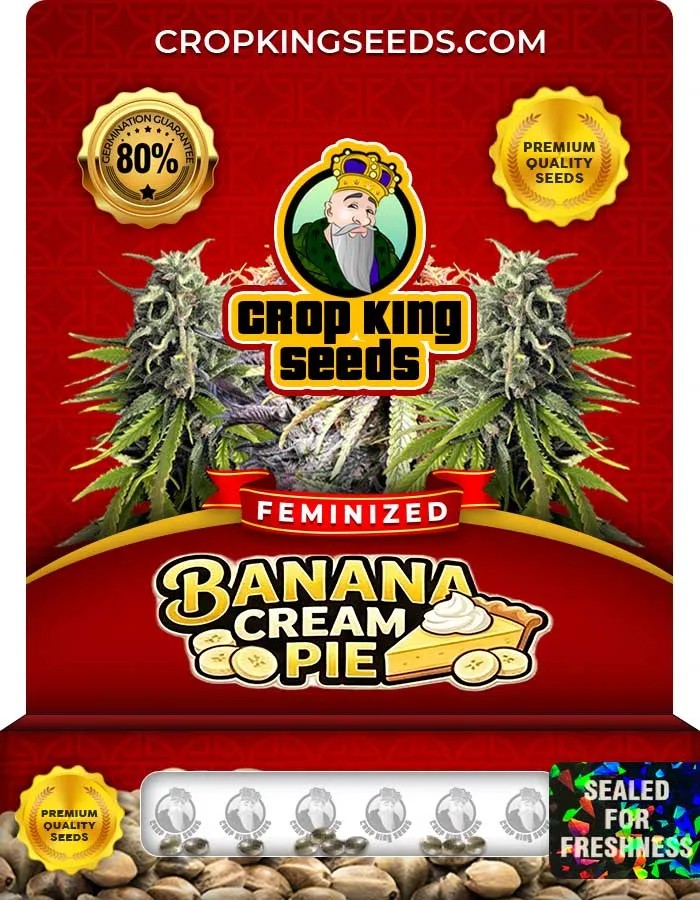 Banana Cream Pie Strain Feminized Seeds