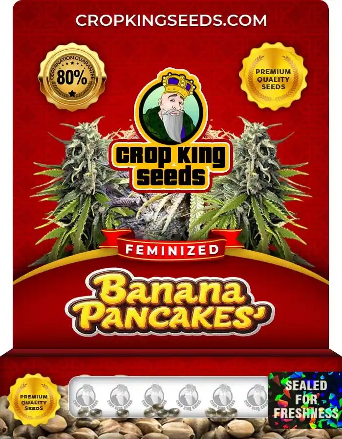 Banana Pancakes Strain Feminized Marijuana Seeds
