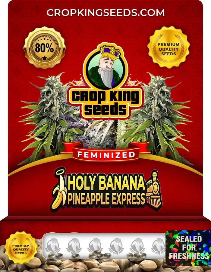 Holy Banana Pineapple Express Strain Feminized Seeds