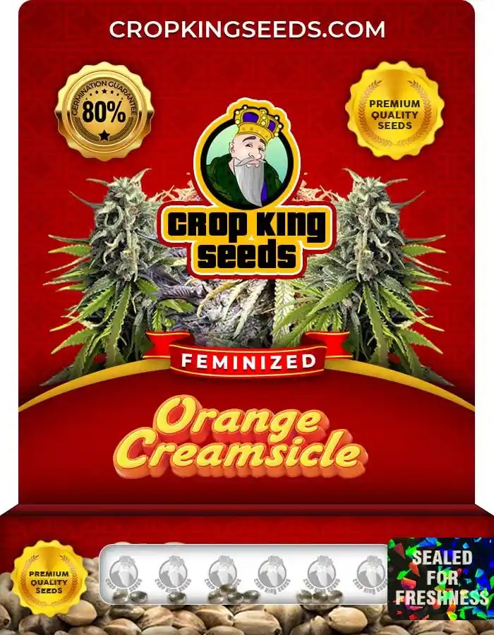 Orange Creamsicle Strain Feminized Marijuana Seeds