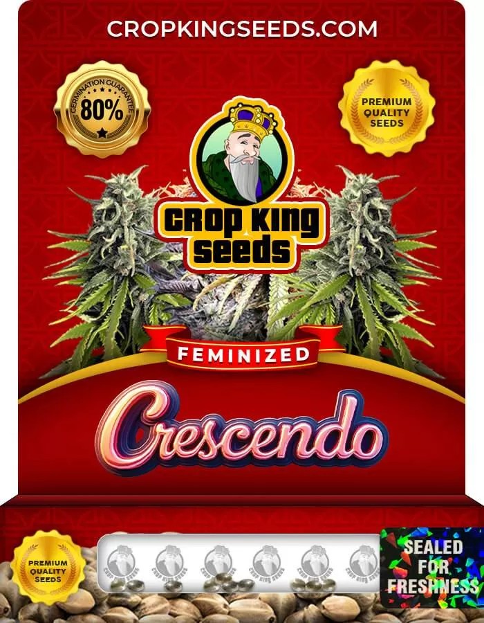 Crescendo Strain Feminized Marijuana Seeds