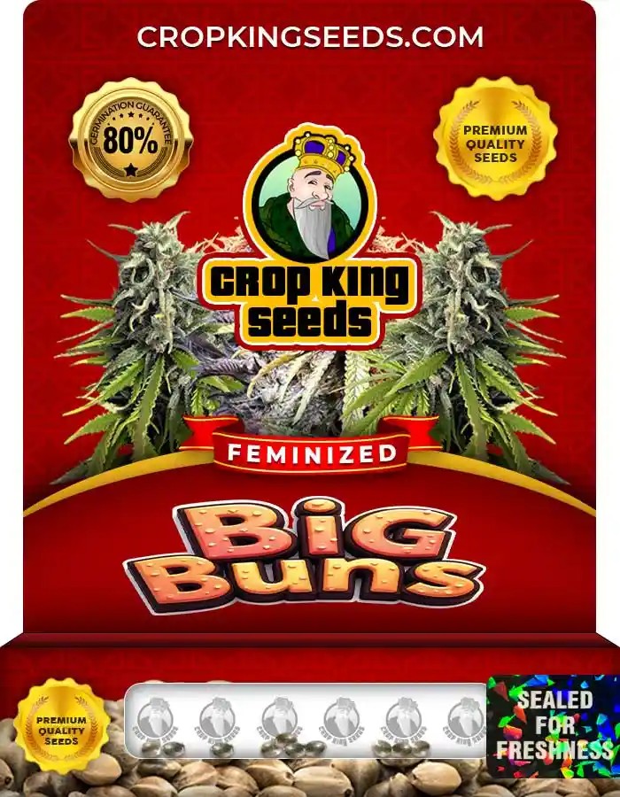 Big Buns Feminized Seeds