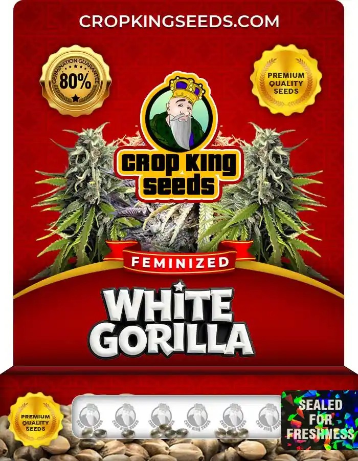 White Gorilla Strain Feminized Marijuana Seeds