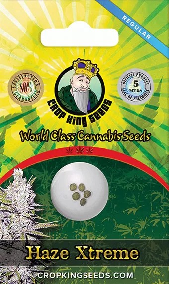 Haze Xtreme Regular Marijuana Seeds