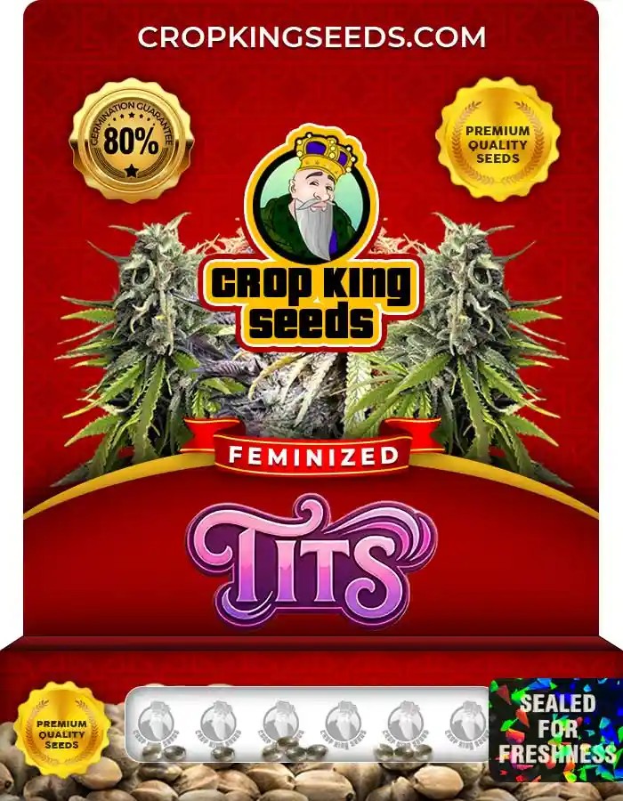 Tits Strain Feminized Seeds