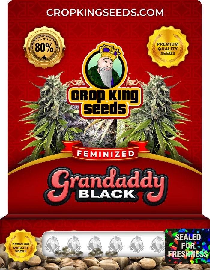 Grandaddy Black Feminized Marijuana Seeds