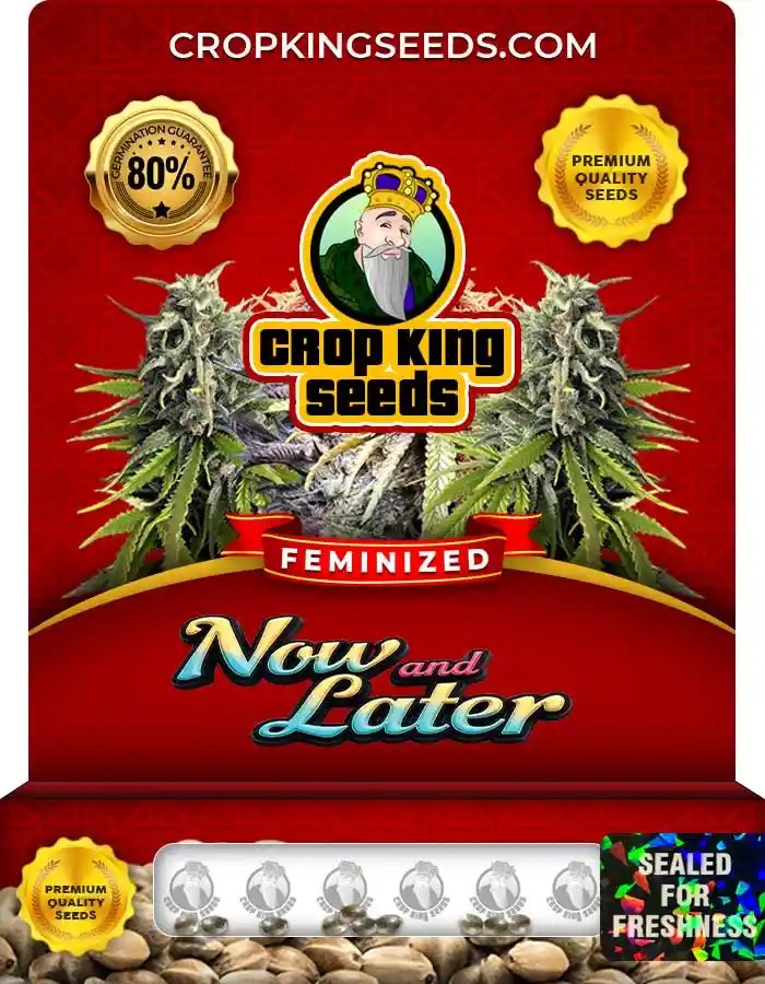 Now and Later Strain Feminized Marijuana Seeds