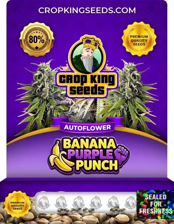 Banana Purple Punch Autoflower Seeds