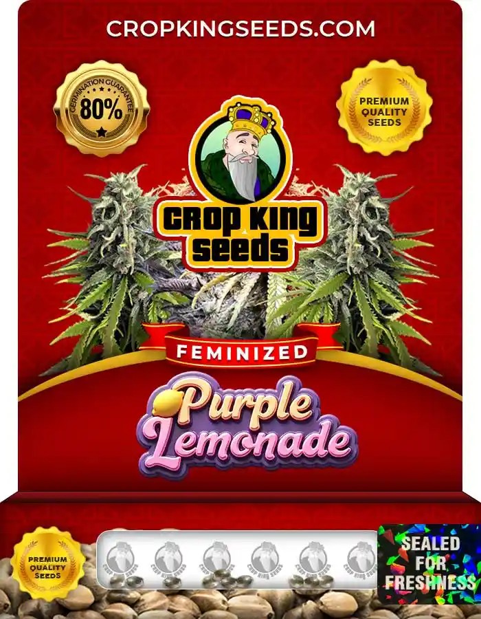 Purple Lemonade Strain Feminized Marijuana Seeds